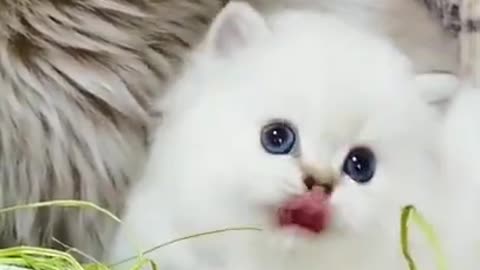 Funny cat 🐈🐈