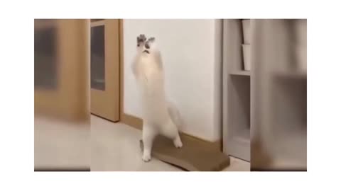 Funny Cat videos 🤣🤣🤣🤣