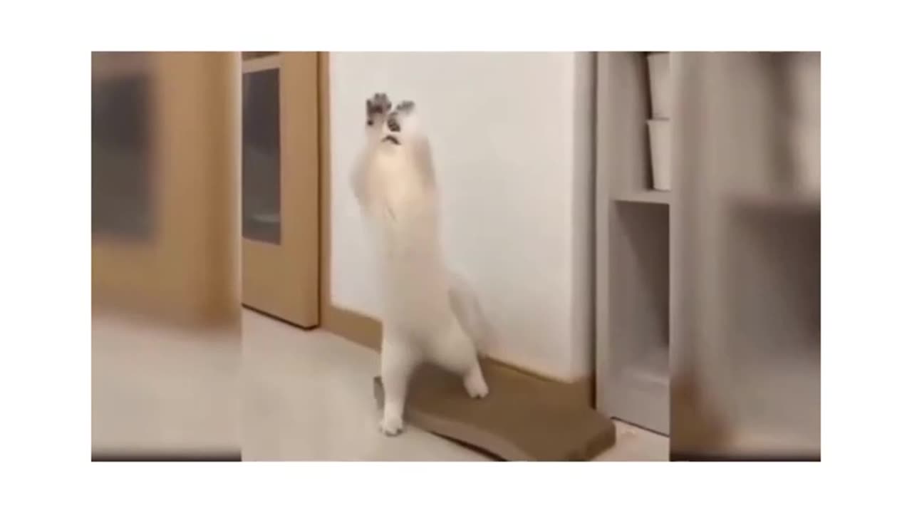Funny Cat videos 🤣🤣🤣🤣