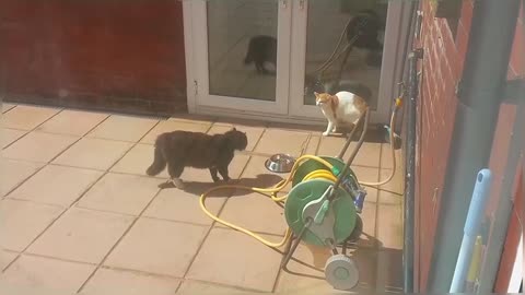 Big Stray Cat Scares Little Cat