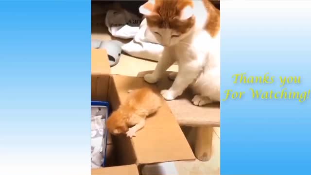 #4 Funny cat moments