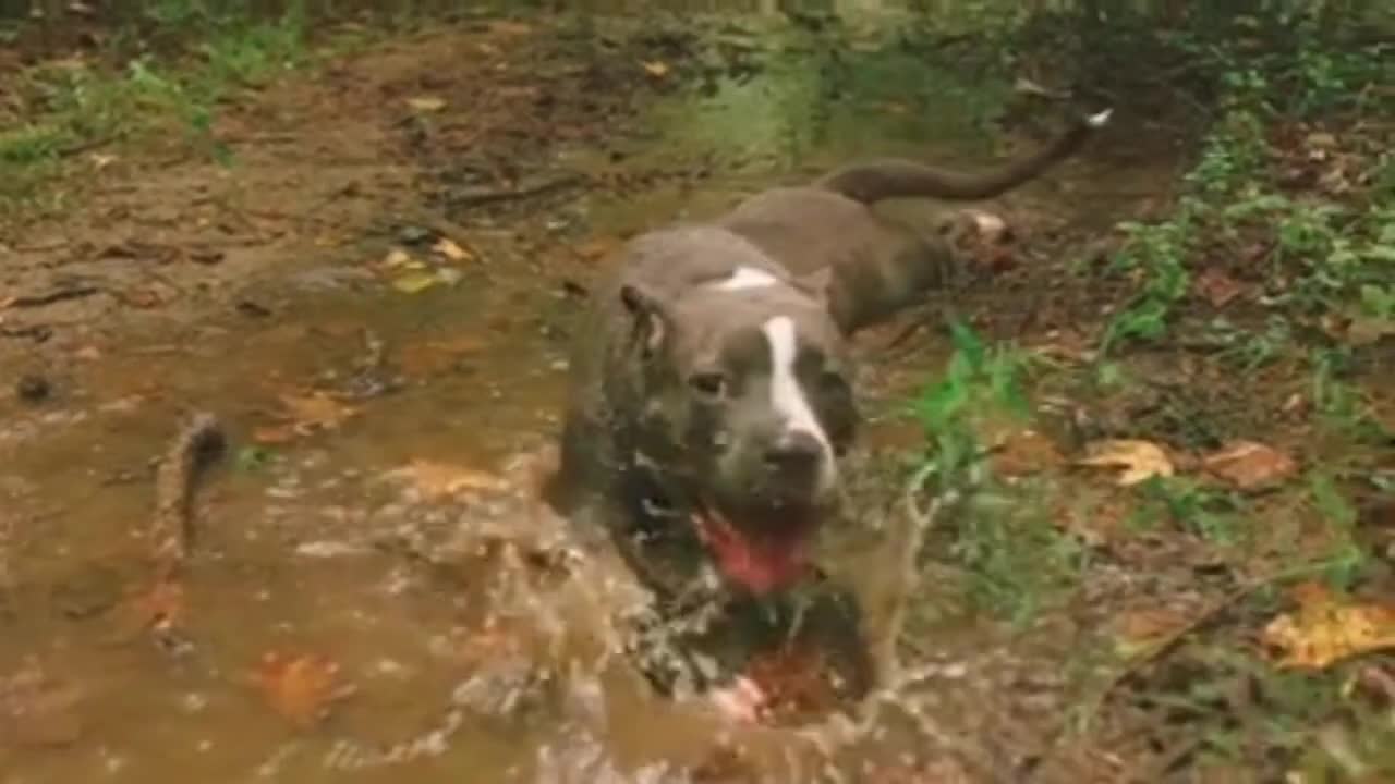 Dog cute funny video pet-- Dog cute pets and beautiful video--