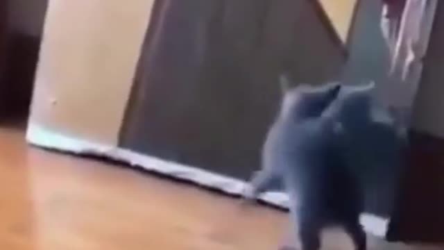 FUNNY COMPILATION VIDEOS 1 FUNNY ANIMAL COMPILATION #SHORTS