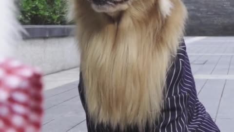 Dog short film - The Boss part 4