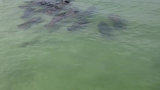 Mass of Manatees Moves Towards Shore Together