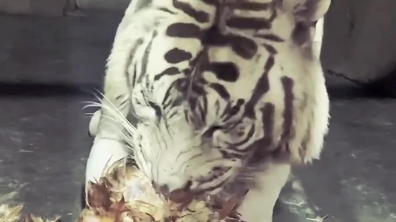 The hungry tiger eating to hen|Yt short video|Short Yt video|Video 2024.