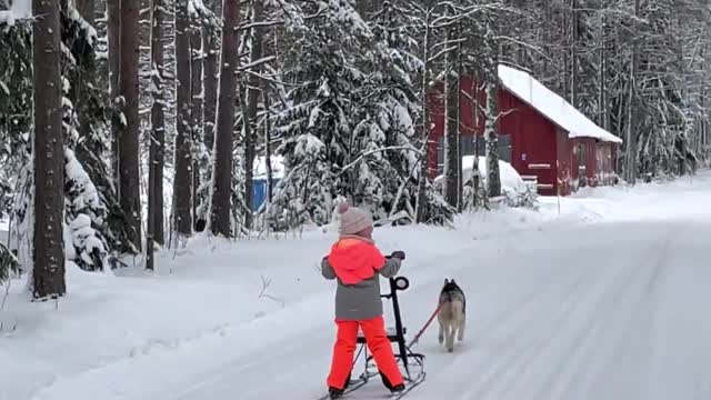 Solo Husky Pulls Sled