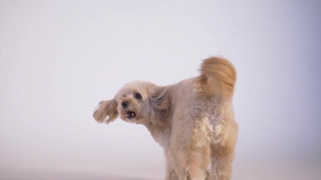 Dog playing in slow motion 1