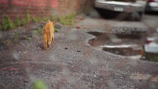 German Male Cat trending in streets