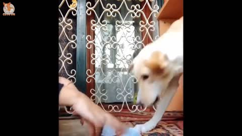 😍Cute funny and smart dog compilation 🤣