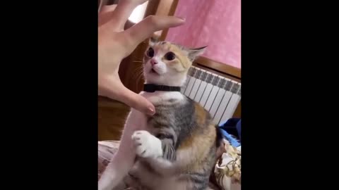 Funny animals (Try not to laugh)🤣