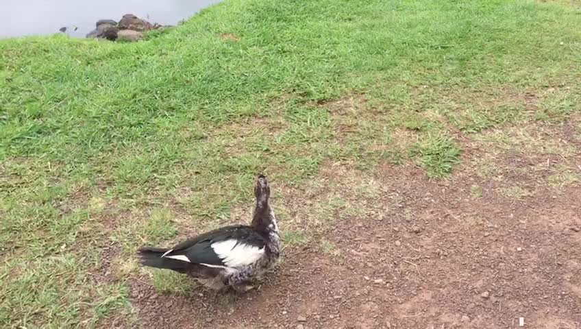 Funny Videos of Dogs, Cats and Other Animals - Pato da Amábile strolling in the lake