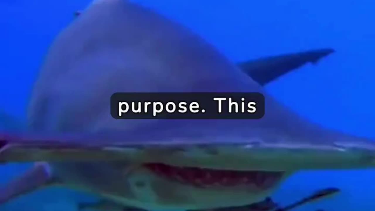 Interesting &Unseen Fact about Hammerhead Shark