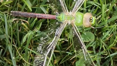 Green Darner Dragonfly