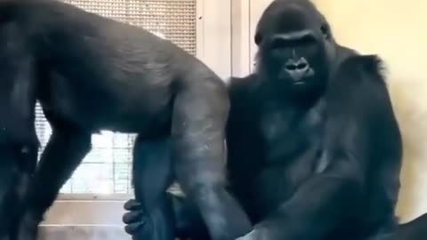 These animals are full of enthusiasm, keep you entertained