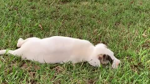 Fat puppy rolls in grass