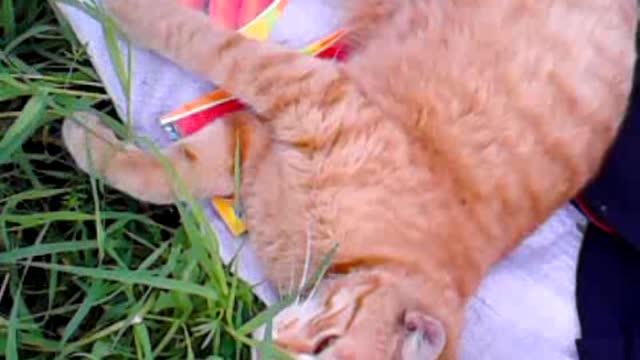 cat resting on a bag