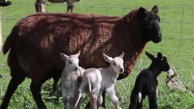 Animais da Fazenda | Vaca, Cavalo, Porco, Ovelhas, Pato, Galo, Cachorro, Gato