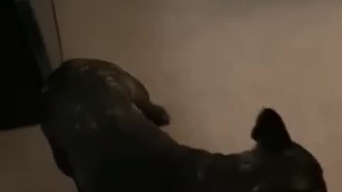 funny animal video 🐱🐶🦁🐯