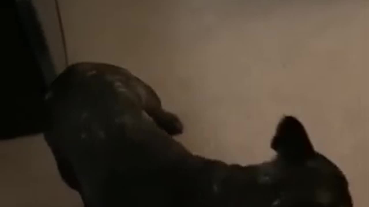 funny animal video 🐱🐶🦁🐯