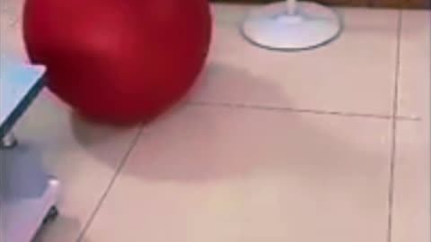 funny dogs and cats videos 2022,