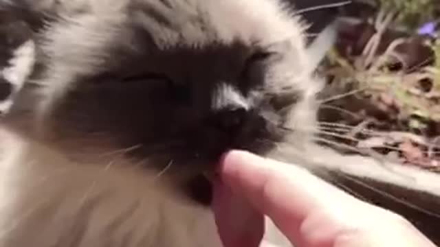 My cat does not love me