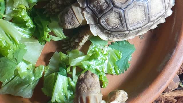 Baby sulcata Tortoises eating dinner