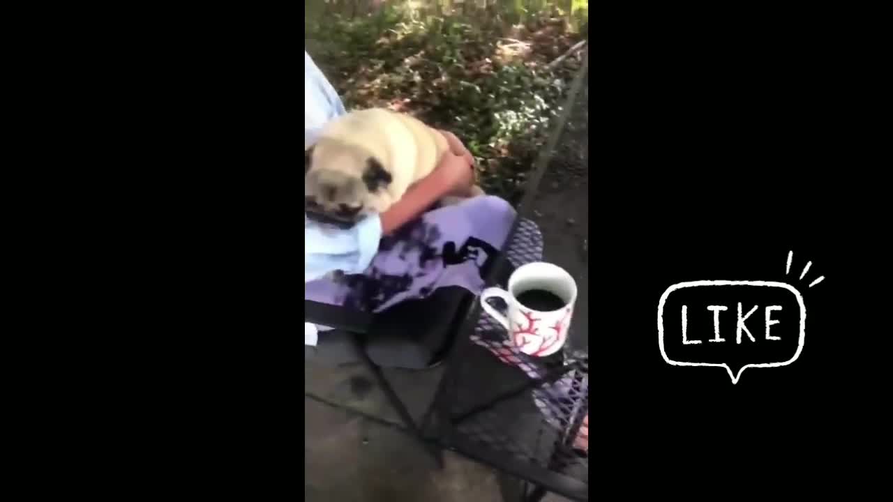 Funny dog compilation