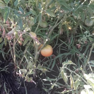 The tomatoes are ripe