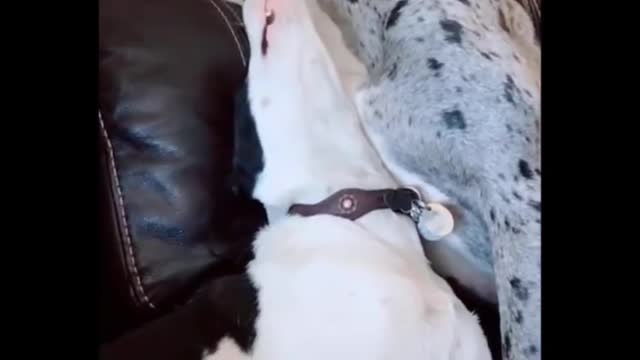 FUNNY ANIMALS