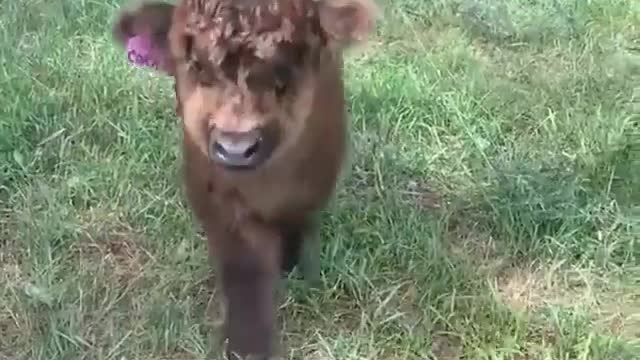 Baby cow visit