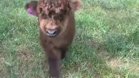 Baby cow visit