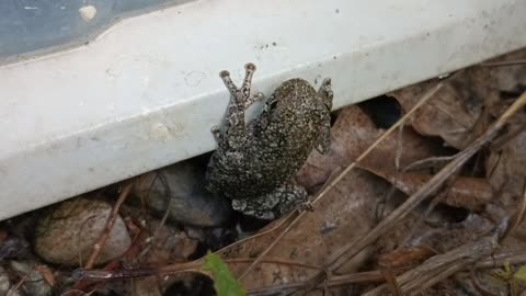 Gray Treefrog