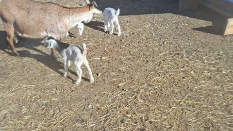 Momma and bouncing 4 day old triplets