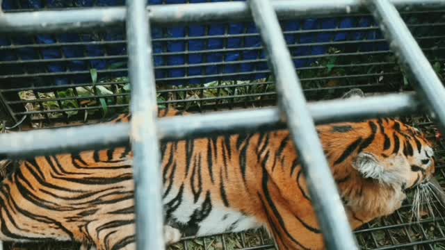 Harimau pemangsa Manusia di tangkap