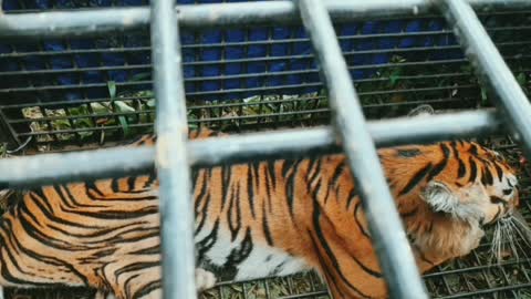 Harimau pemangsa Manusia di tangkap