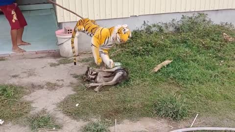 Prank a fog with a fake tiger.. I Laughed so hard