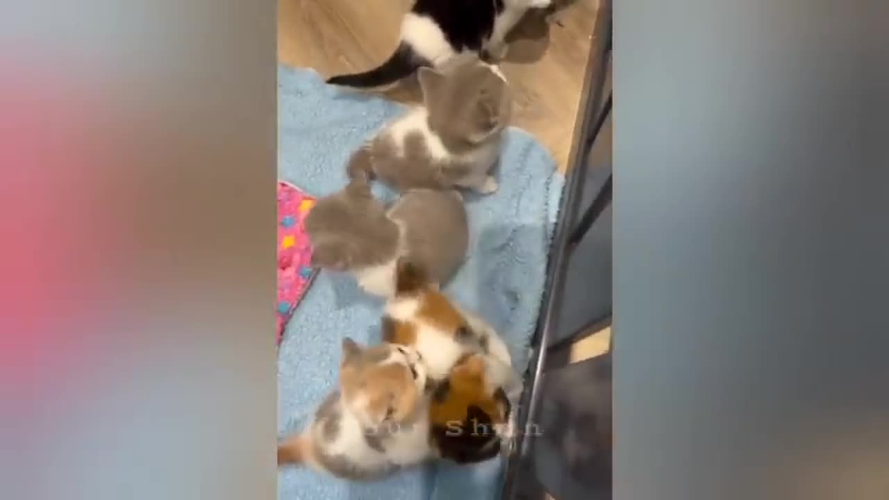 26 minutes of adorable cats and kittens videos to keep you smiling