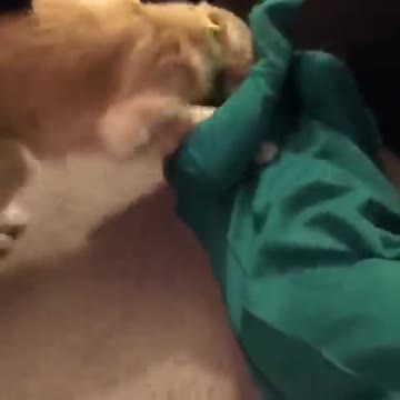 Guy dresses up as dog's favorite toy ORIGINAL