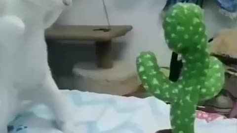 Funny Animal Video