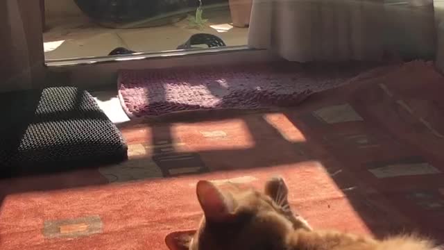 Sunbathing ginger cat