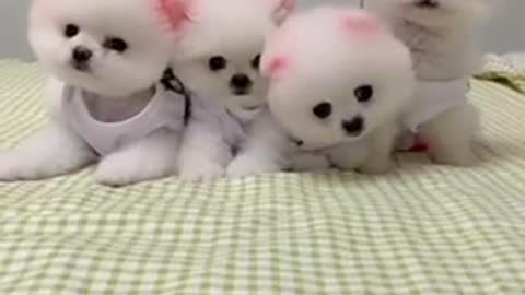 Funny Dog video🐶🐶🐶🐶