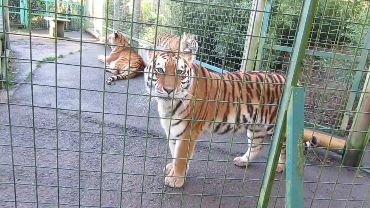 Three tigers are caged together.