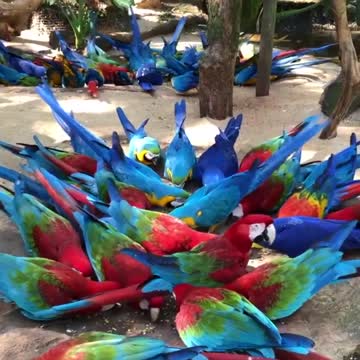 Lunch for the beautiful colorful parrot "macaw" in my garden