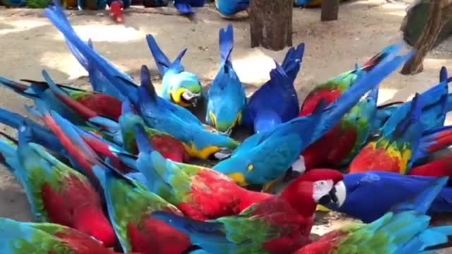 Lunch for the beautiful colorful parrot "macaw" in my garden