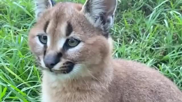 Cat Straightens Ears