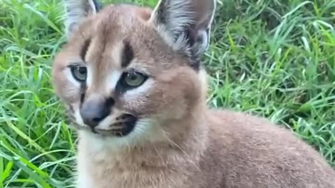 Cat Straightens Ears