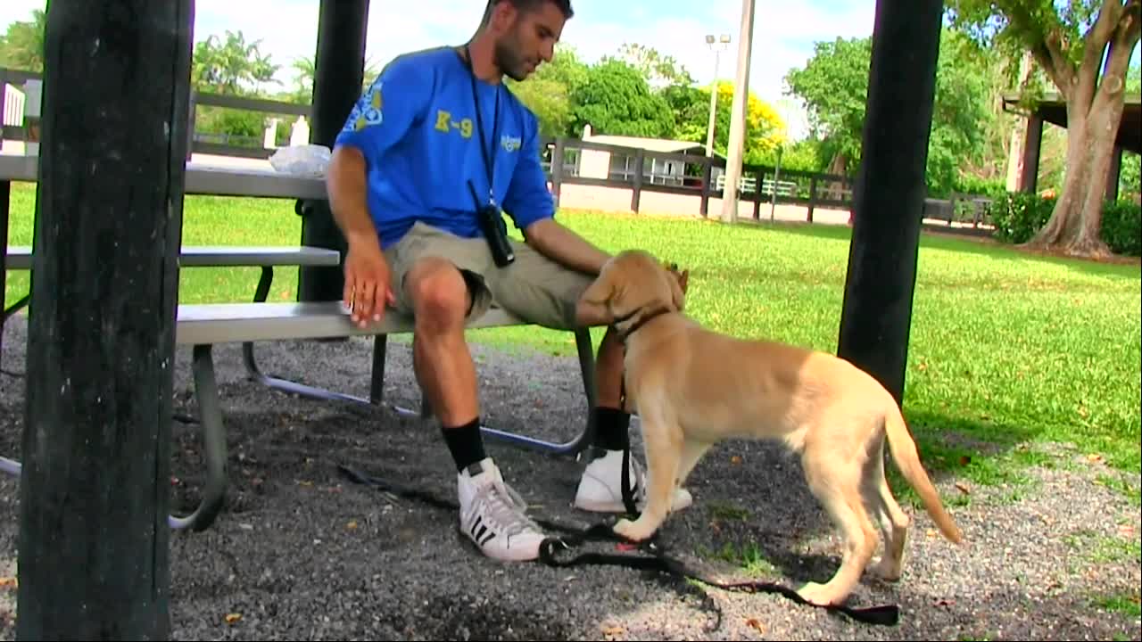 learn how to train your dog in fun way as they are trained in dog training academy