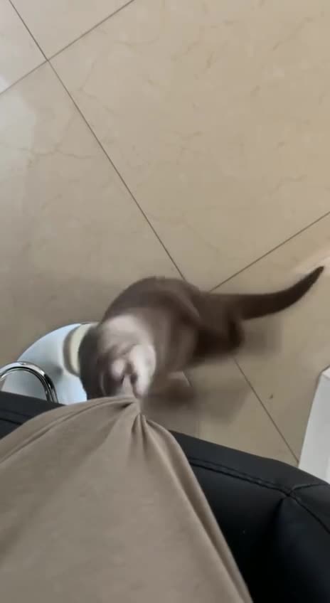 Otters make great pets 😂😂