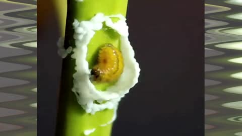 Construction of a cocoon by a caterpillar